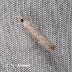 Culladia hastiferalis