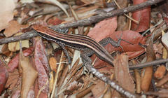 Soutpansberg Rock Lizard photo 3