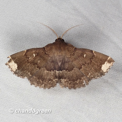 Adrapsa quadrilinealis