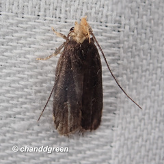 Pexicopia melitolicna