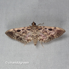 Rhimphaliodes macrostigma