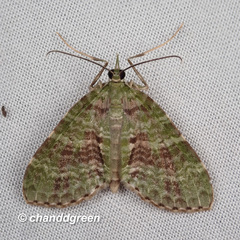 Sauris purpurotincta