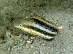 Brown Sabretooth Blenny photo 5