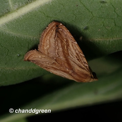 Rivula striatura