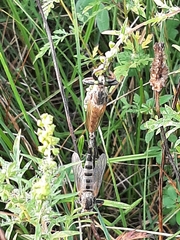 Promachus vertebratus