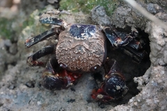 Neosarmatium smithi