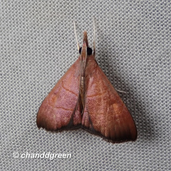Hemiscopis sanguinea