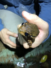 Osteocephalus verruciger