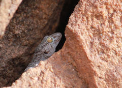 Chondrodactylus turneri