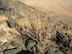 Commiphora glaucescens