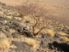 Commiphora glaucescens