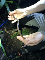 Atractus elaps