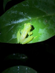 Rulyrana flavopunctata