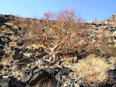 Commiphora glaucescens