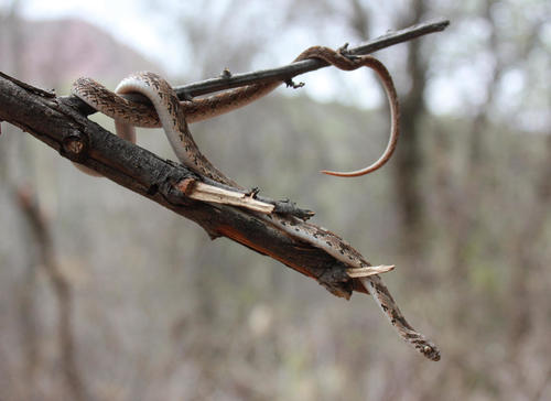 Dasypeltis scabra