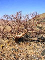 Commiphora glaucescens