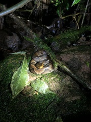 Bothrocophias microphthalmus