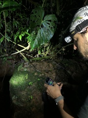 Bothrocophias microphthalmus