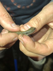 Potamites strangulatus