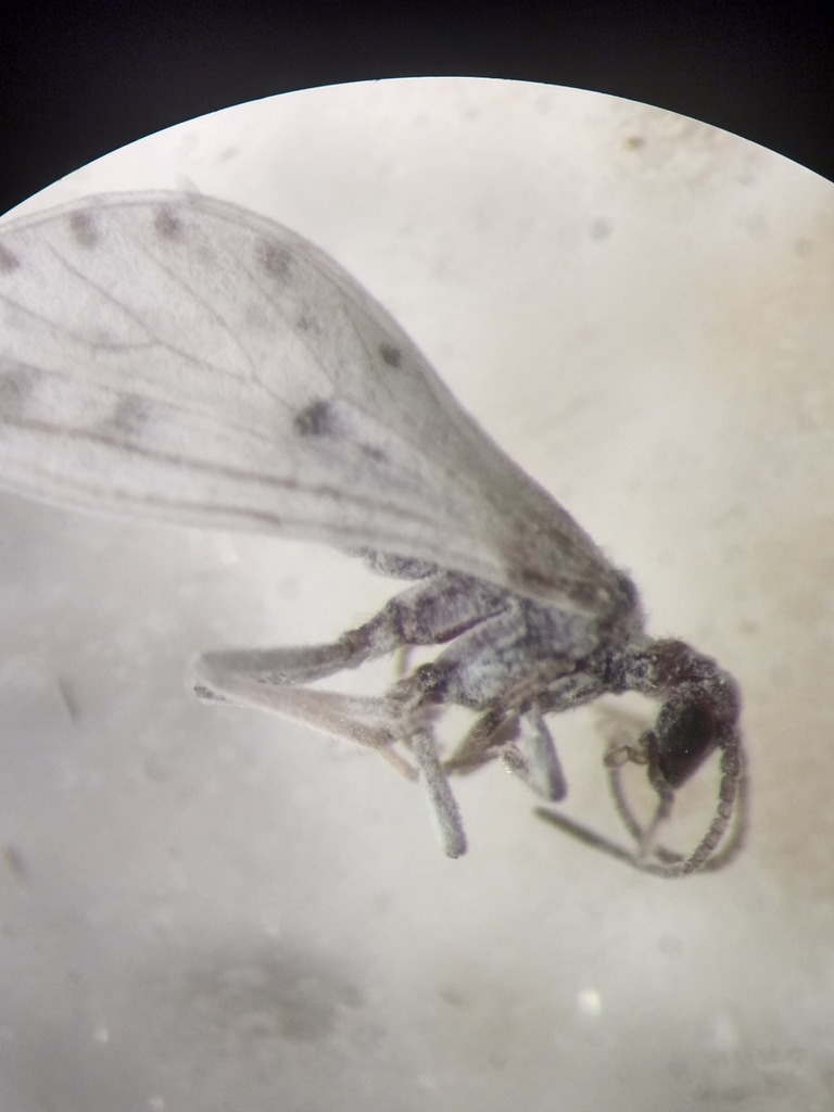 Neoconis marginata