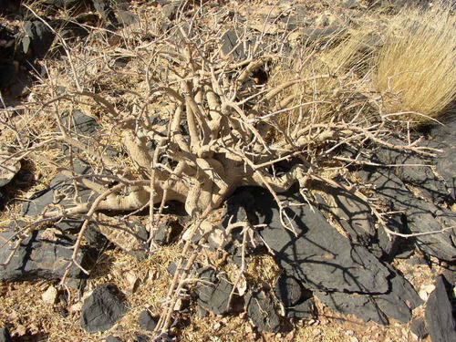 Commiphora dinteri