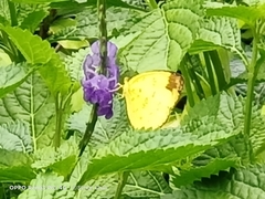 Eurema simulatrix tecmessa