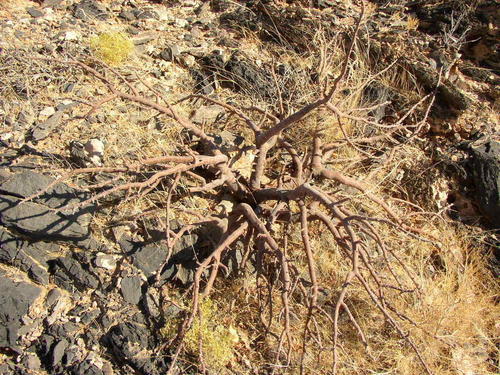 Commiphora dinteri