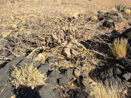Commiphora dinteri