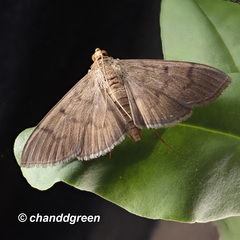 Omiodes pernitescens