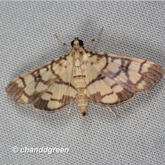 Lygropia distorta