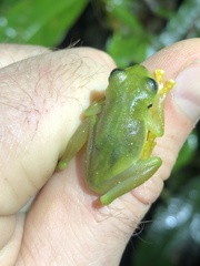 Rulyrana flavopunctata