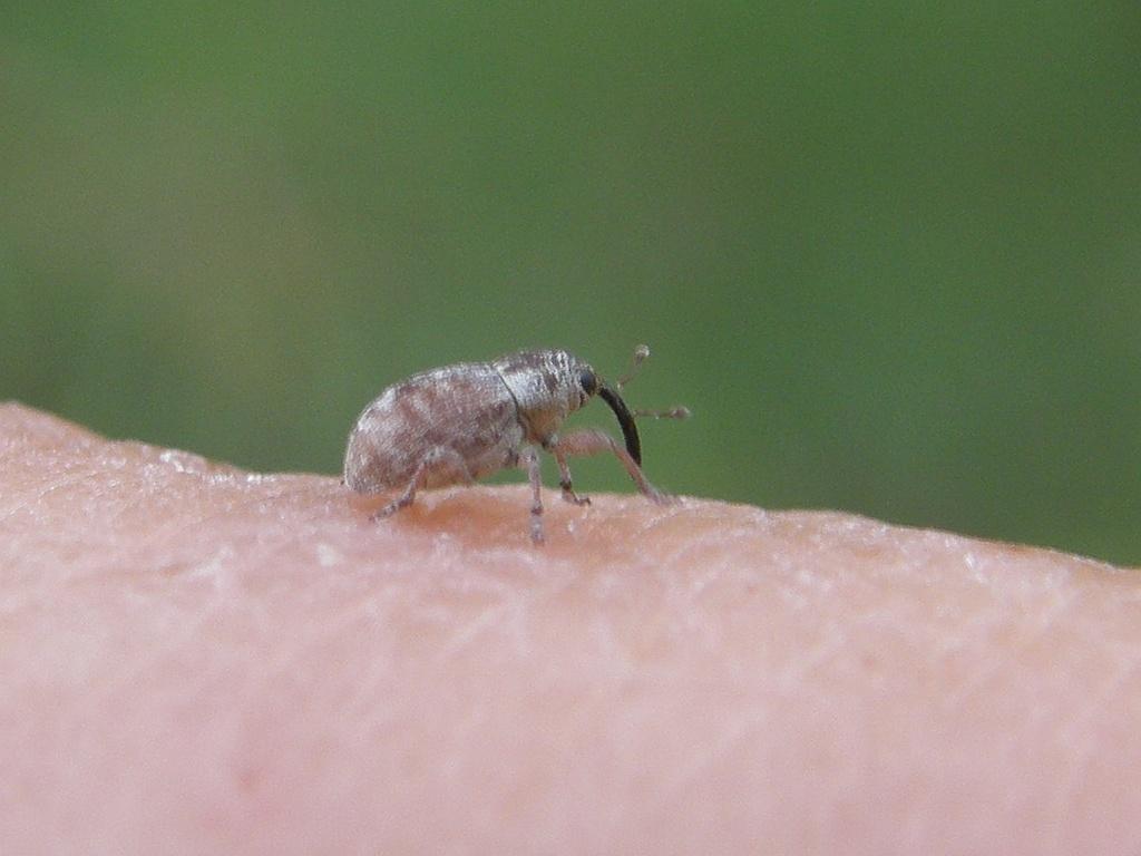 Dicomada