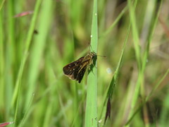 Piruna aea mexicana