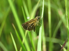 Piruna aea mexicana