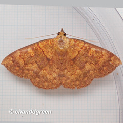 Sarobides inconclusa