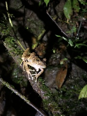 Pristimantis rubicundus
