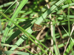 Piruna aea mexicana