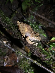 Pristimantis rubicundus