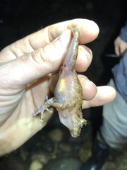 Pristimantis rubicundus