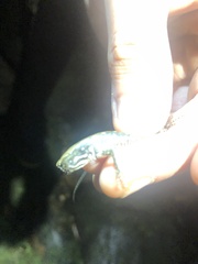 Potamites strangulatus