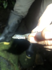 Potamites strangulatus