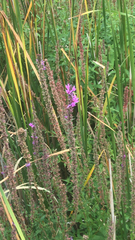 Lythrum salicaria