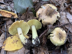 Tricholoma frondosae