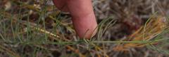 Lebeckia