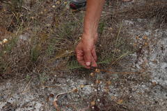 Lebeckia