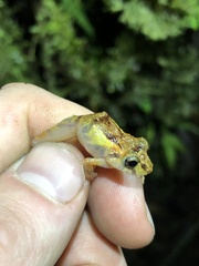 Pristimantis incomptus