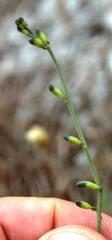 Lebeckia