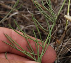 Lebeckia