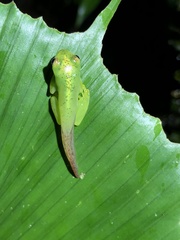 Hyloscirtus phyllognathus