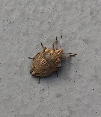 Odontotarsus